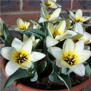 Tulip (Dwarf) 'Albion Star'. Loose Per 10 Bulbs.